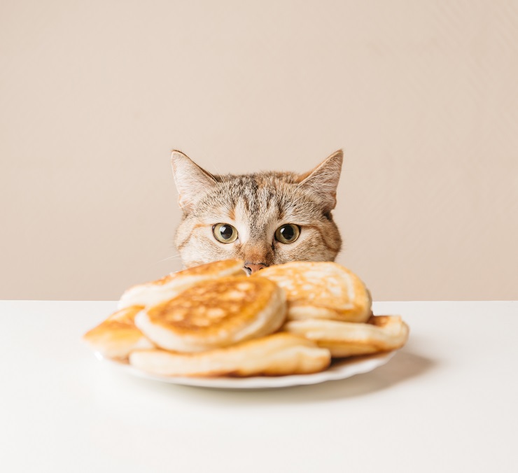 これって猫が食べても大丈夫 人間の食べ物で食べてはいけないものと大丈夫なものを解説 猫との暮らし大百科