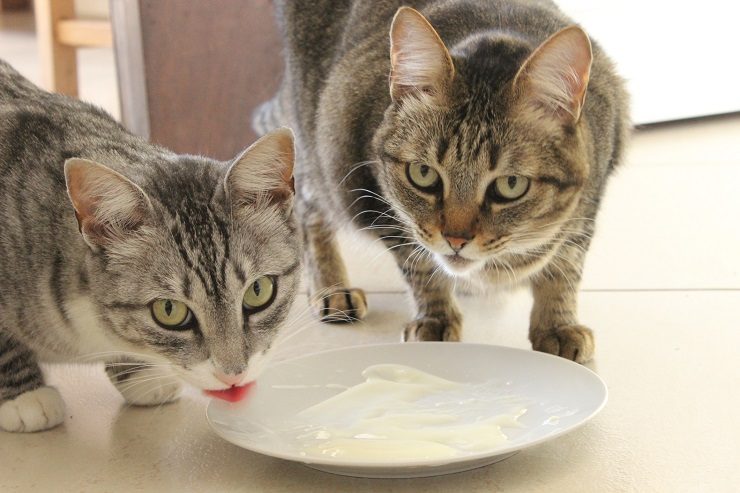 これって猫が食べても大丈夫 人間の食べ物で食べてはいけないものと大丈夫なものを解説 猫との暮らし大百科