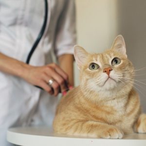 診察されている猫