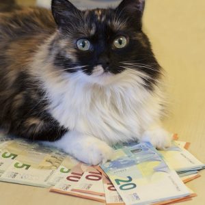 お札の上で伏せている猫の画像