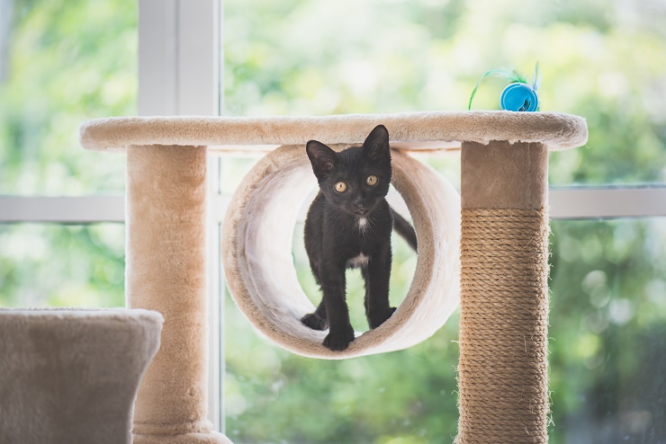 猫を飼うのにかかる費用は一ヶ月でどれくらい? 猫との暮らし大百科