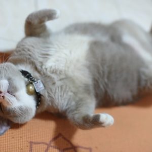 寝そべった太っている猫