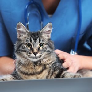 診察を受ける猫