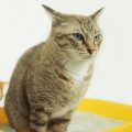 トイレで用を足す猫