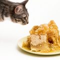 ミツロウを見つめる猫