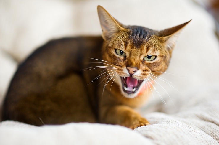 なかなかなつかない愛猫を手放したい 威嚇する猫をなつかせるために必要なこととは 猫との暮らし大百科