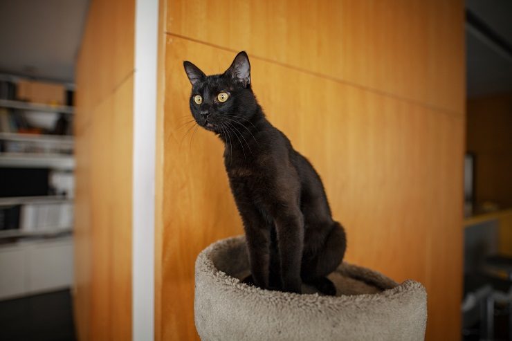 ボンベイってどんな猫 黒ヒョウみたいでも懐っこい 猫との暮らし大百科