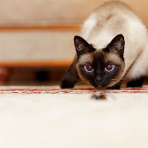 獲物を狙う猫の画像