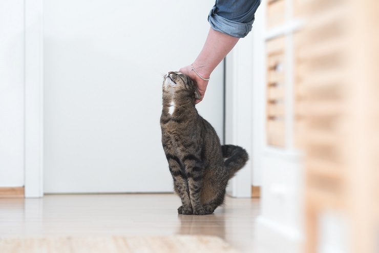 猫が甘えるとどんな仕草をする その理由は 猫との暮らし大百科