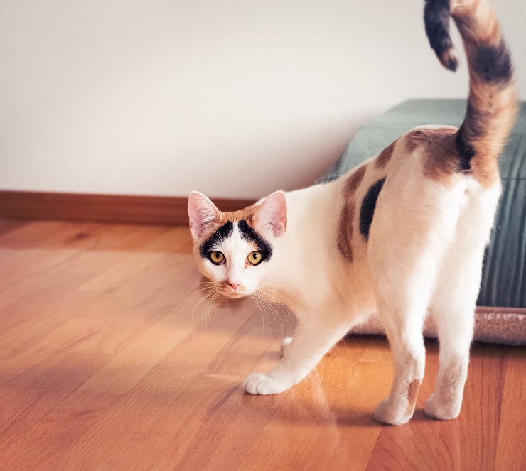 猫が甘えるとどんな仕草をする その理由は 猫との暮らし大百科