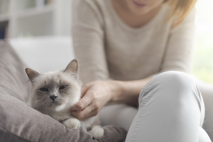 猫が甘えるとどんな仕草をする その理由は 猫との暮らし大百科