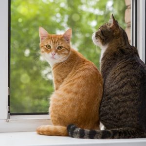 窓から外を眺める2頭の猫