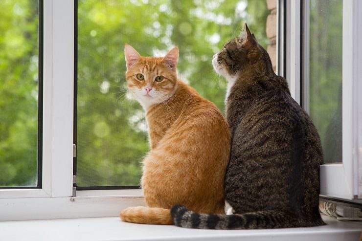 猫 の 多頭 飼い