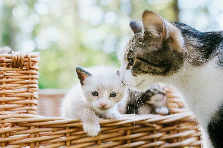 猫を多頭飼いするときのコツや注意点は 猫との暮らし大百科