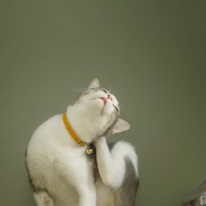 耳を掻く猫の画像
