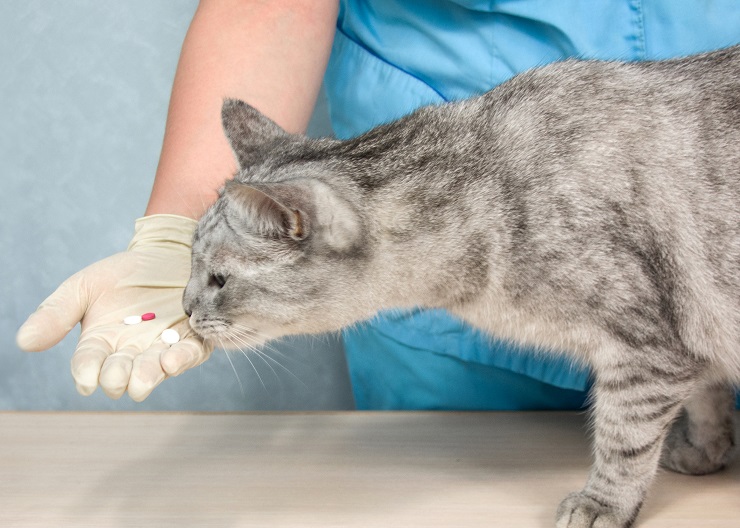 猫にカビが生えた 皮膚真菌症の症状と原因 対策を知ろう 猫との暮らし大百科