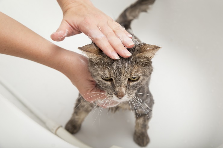 猫にカビが生えた 皮膚真菌症の症状と原因 対策を知ろう 猫との暮らし大百科