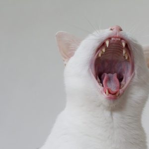 口を大きく開ける白猫