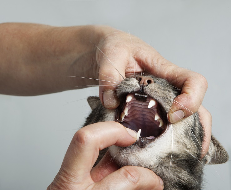 猫の口が臭い においの原因は 病気かも 猫との暮らし大百科