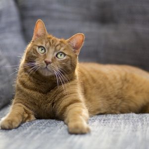 ソファでくつろぐ猫