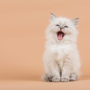 鳴く子猫