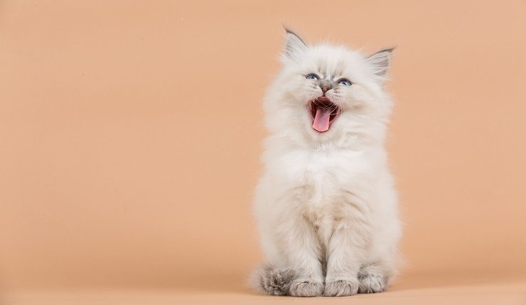 60+ 猫 画像 16 猫との暮らし大百科