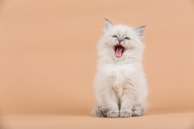 猫が夜鳴く理由