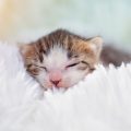 タオルに包まれた子猫