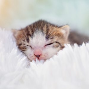 タオルに包まれた子猫