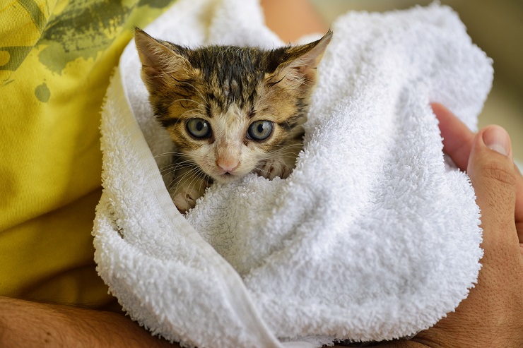 生まれたばかりの子猫を拾った 育て方のコツやポイントは 猫との暮らし大百科