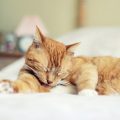 毛づくろいする猫
