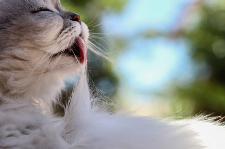 猫の 毛球症 ってどんな病気 どんな症状 治療法は 猫との暮らし大百科