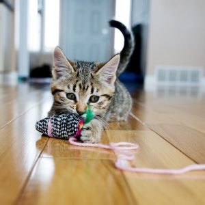 おもちゃで遊ぶ猫