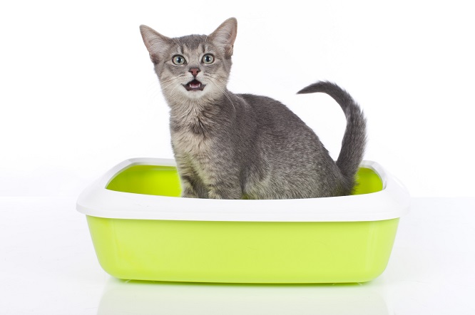 トイレに座る猫