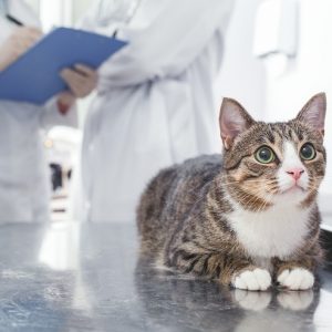 診察台に乗る猫