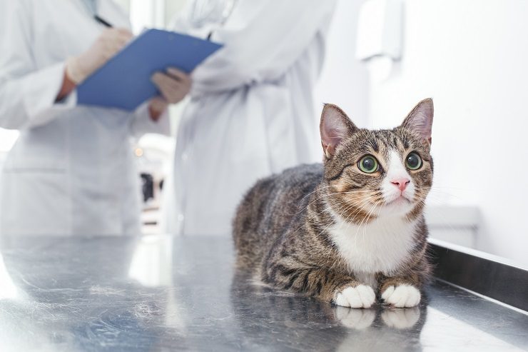 体内に 毒 がたまって ついには死に至る コワイ猫の 尿毒症 猫との暮らし大百科