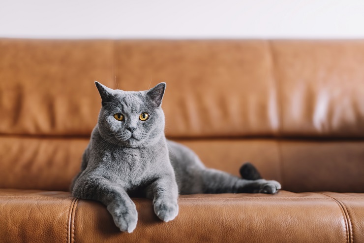 ソファで寝る猫