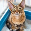 トイレの猫
