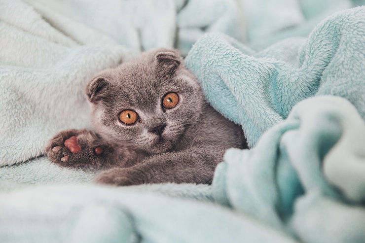 毛布に包まった猫
