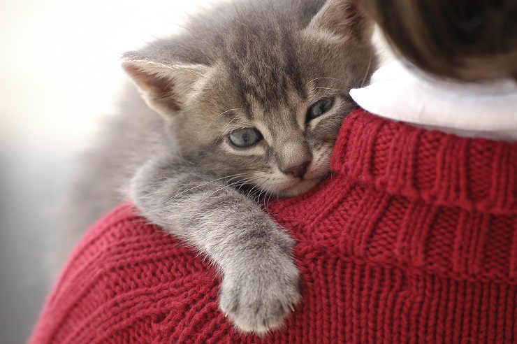 女の子の方に抱っこされる子猫