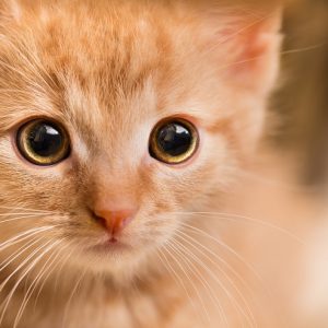 子猫のアップ