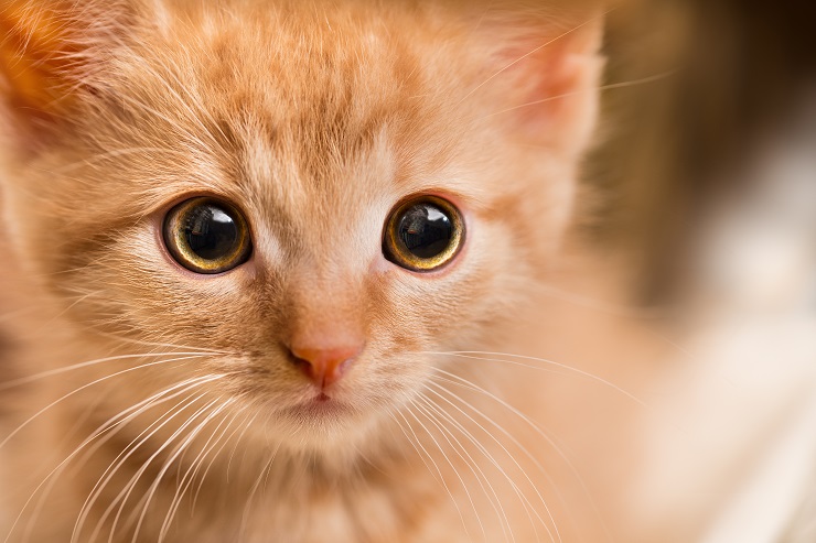 子猫のアップ