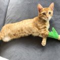 前足をケガした猫