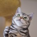 見上げるアメショ