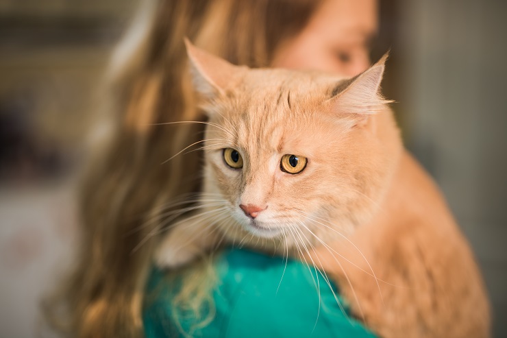 あご にきび 猫 猫の顎ニキビの取り方。黒いブツブツ症状を悪化させずに治すコツ