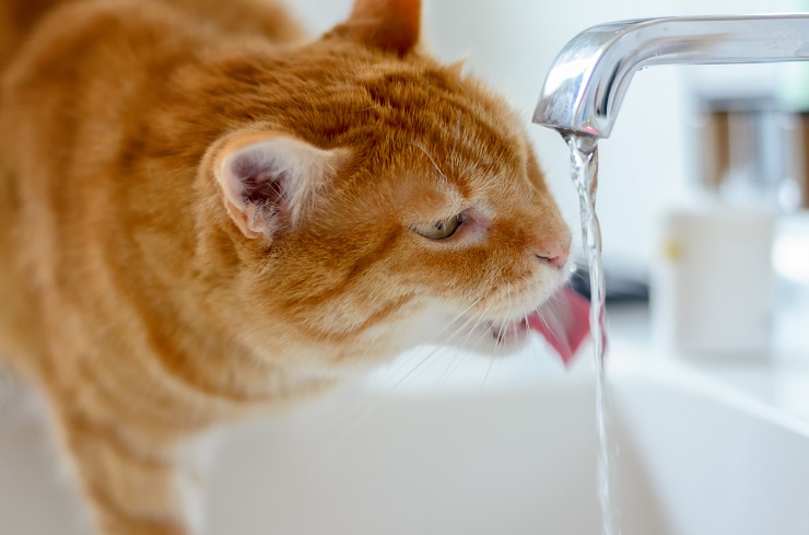 蛇口から水を飲む猫