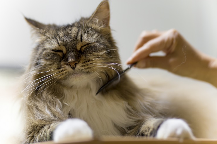 ブラッシングしてもらう気持ちよさそうな猫