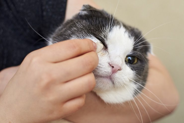 猫の 流涙症 ってどんな病気 涙が出るの どんな症状 治療法は 猫との暮らし大百科