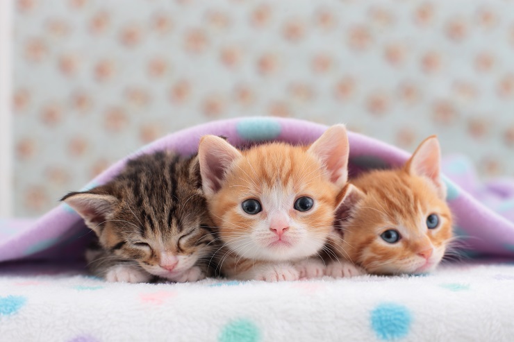 子猫たち