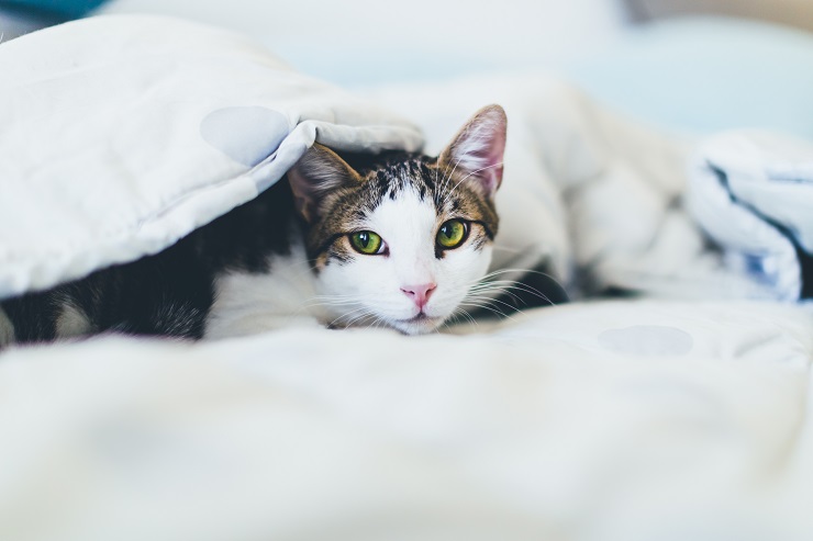 お腹が膨らんできた 猫の 子宮蓄膿症 ってどんな病気 猫との暮らし大百科